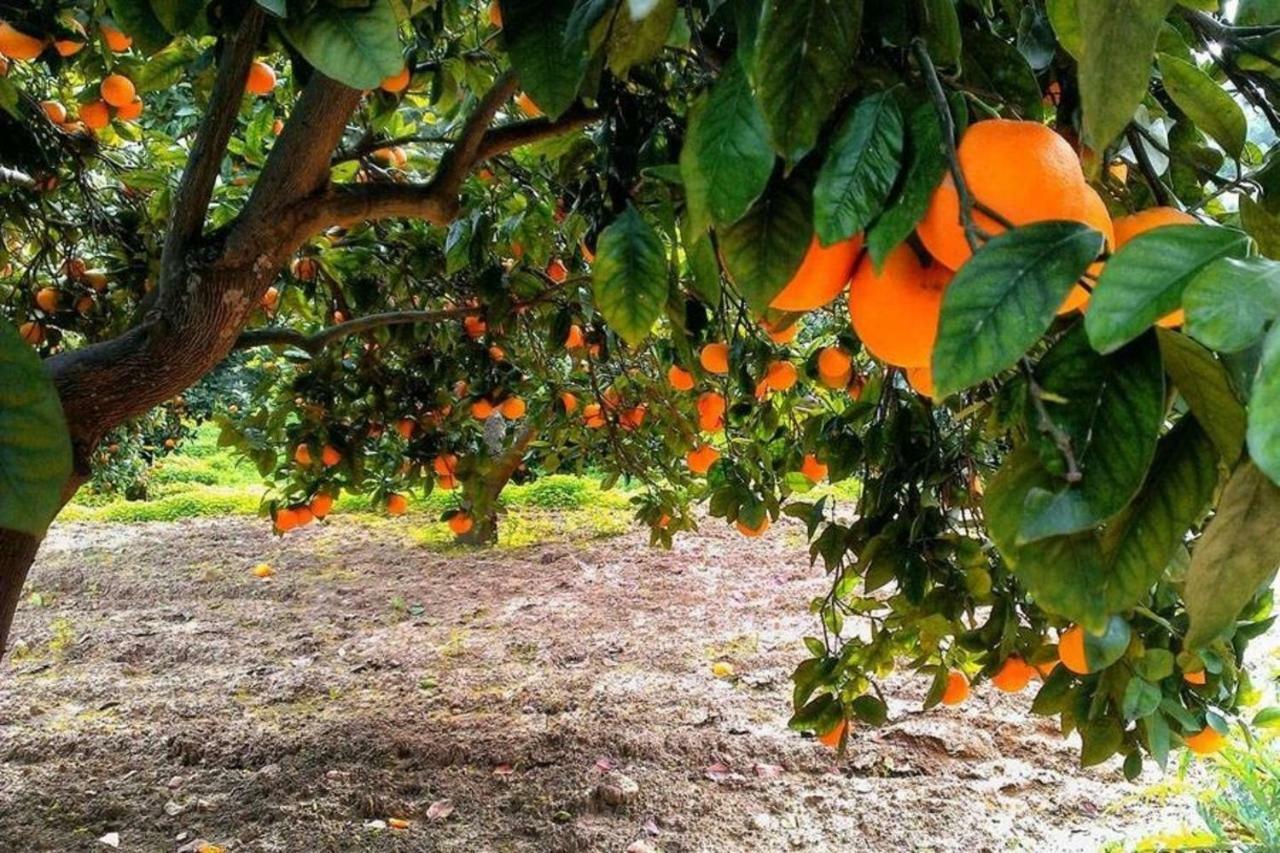 Terra Di Mare ξενώνας Αγκριτζέντο Εξωτερικό φωτογραφία